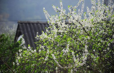 モクチャウ高原・四季折々の花